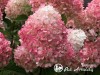 Hortenzija šluotelinė ,Living Pink & Rose' (lot. Hydrangea paniculata)